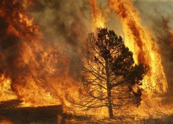 Analizan las repercusiones de las medidas urgentes en materia de incendios forestales en Madrid
