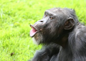 La pérdida de la membrana vocal facilitó que los humanos hablásemos