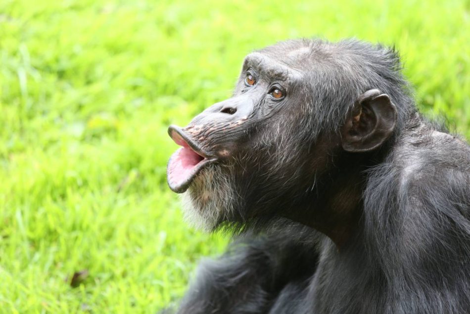 La pérdida de la membrana vocal facilitó que los humanos hablásemos