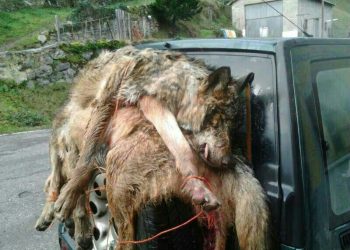 «El Gobierno Asturiano insiste en matar lobos como sea»