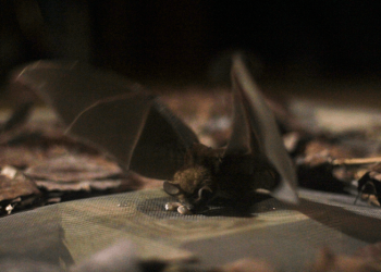 Algunos murciélagos salvajes pueden recordar sonidos durante años