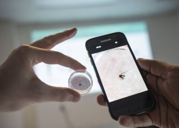 Rastrear mosquitos que portan enfermedades por todo el mundo ya es posible