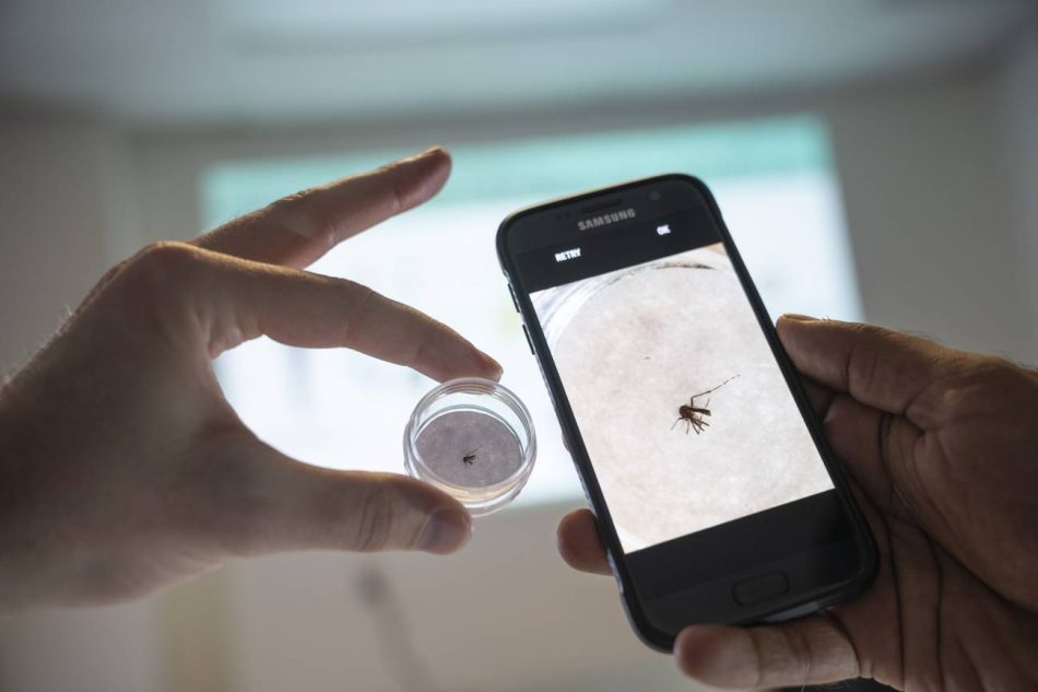 Rastrear mosquitos que portan enfermedades por todo el mundo ya es posible