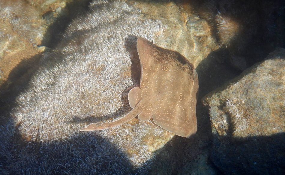 Tiburones y rayas en peligro de extinción se capturan en áreas protegidas