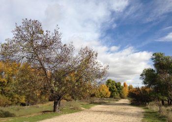 La pistachera del Jarama arrasará una superficie de bosque y monte similar al parque Tierno Galván