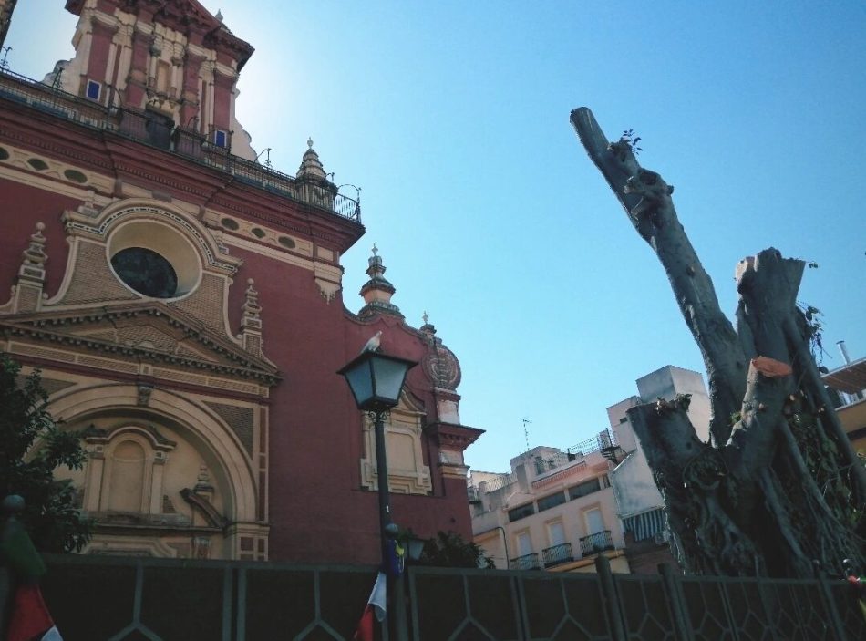 Paralizada temporalmente la tala del polémico ficus de Triana