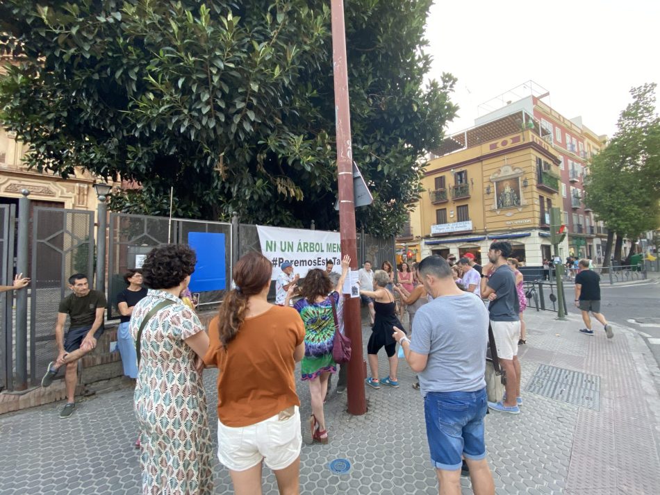 Lamentan “la técnica del avestruz” del gobierno municipal de Sevilla con la tala del ficus de San Jacinto y le exige “que cambie de rumbo de forma urgente”