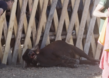 PACMA saca a la luz imágenes de una esperpéntica becerrada de aficionados en Vinuesa