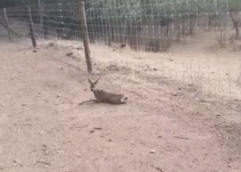 Una plantación de pistachos en Valdetorres del Jarama pone en jaque 221 hectáreas de pura biodiversidad
