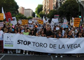 PACMA lanza una recogida de firmas contra el regreso del Torneo del Toro de la Vega