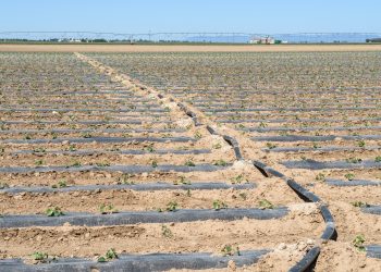 Urgente: Hablemos de sequía, consumo y estrategia colectiva