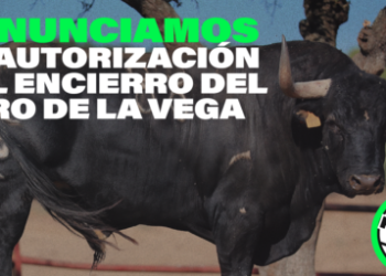 PACMA interpone denuncia contra la autorización del encierro del Toro de la Vega