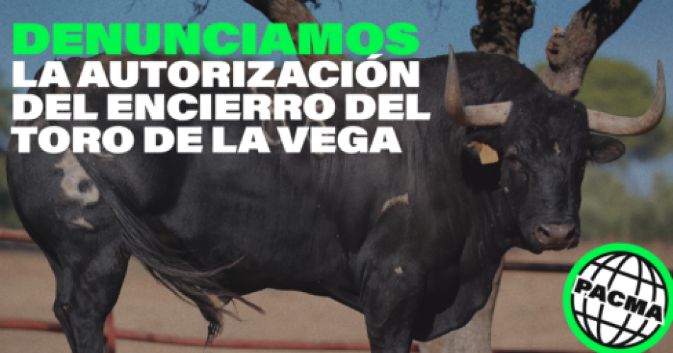 PACMA interpone denuncia contra la autorización del encierro del Toro de la Vega