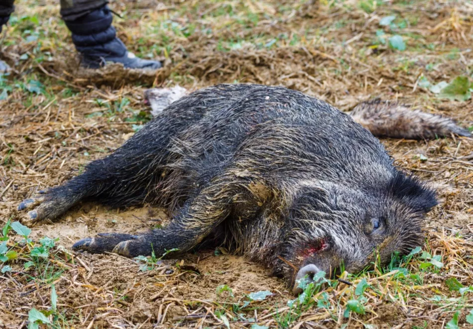 Un cazador apuñala furtivamente a un jabalí y sus jabatos y le condenan a asistir a un curso de protección animal