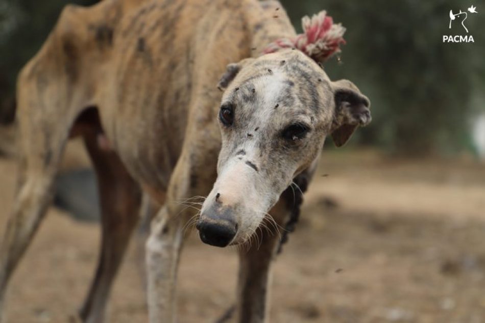 PACMA se concentra en las sedes del PSOE de 12 ciudades españolas contra la enmienda de exclusión de los perros de caza