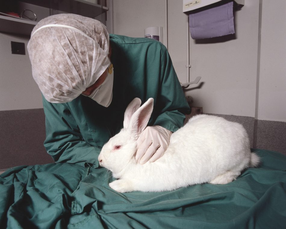 Europe’s citizens demand an end to animal testing