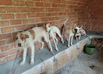 Alianza Verde pide al Gobierno los datos sobre el número de perros de caza maltratados y exige al PSOE que retire su enmienda a la ley de bienestar animal