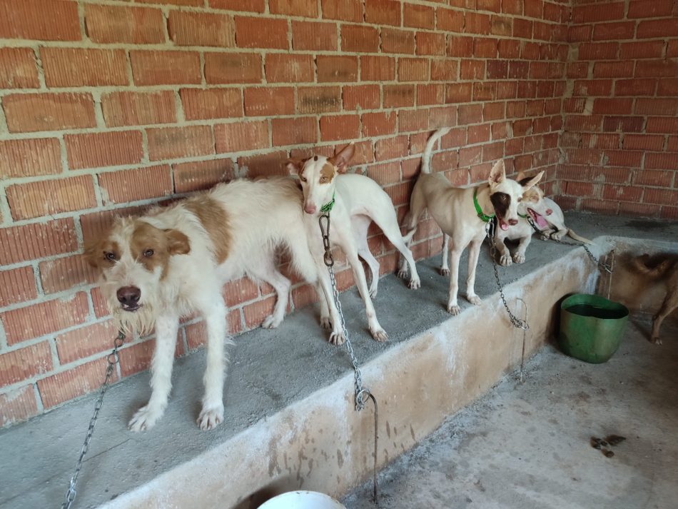 Alianza Verde pide al Gobierno los datos sobre el número de perros de caza maltratados y exige al PSOE que retire su enmienda a la ley de bienestar animal