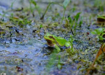 La pigmentación oscura pudo proteger de la radiación a las ranas de Chernóbil tras el accidente nuclear