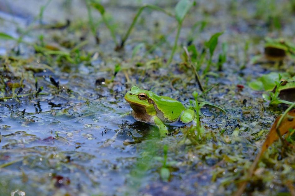La pigmentación oscura pudo proteger de la radiación a las ranas de Chernóbil tras el accidente nuclear