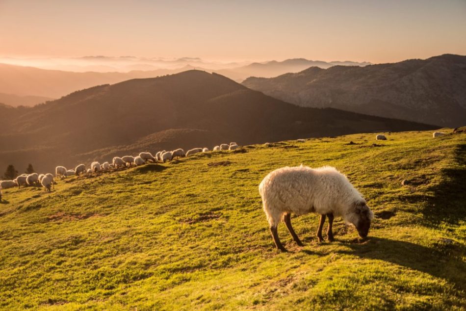 Fundación Global Nature impulsa la iniciativa europea “Más ganadería extensiva: más biodiversidad”