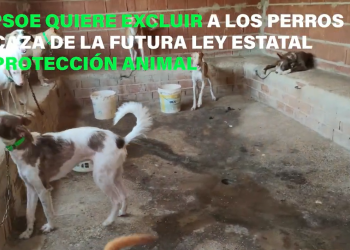 PACMA lanza una recogida de firmas para exigir al PSOE la retirada de la enmienda que excluye a los perros de caza y guarda