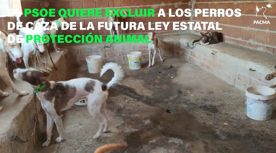 PACMA lanza una recogida de firmas para exigir al PSOE la retirada de la enmienda que excluye a los perros de caza y guarda