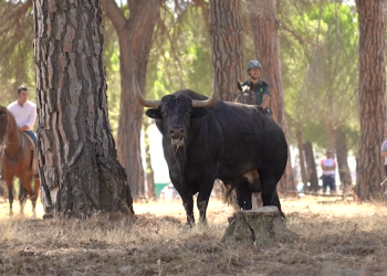 PACMA registra en vídeo la presencia de presuntas lanzas y espadas durante el encierro del Toro de la Vega