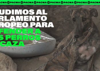 PACMA acude al Parlamento Europeo para evitar la exclusión de los perros de caza de la Ley de Protección Animal propuesta por el PSOE