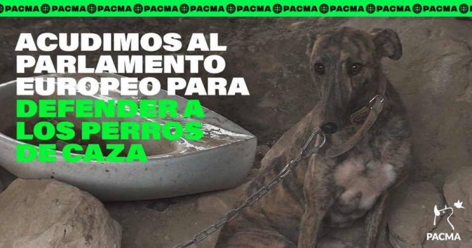 PACMA acude al Parlamento Europeo para evitar la exclusión de los perros de caza de la Ley de Protección Animal propuesta por el PSOE