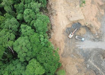 Amigos de la Tierra denuncia el aumento en la deforestación que supondrá el Acuerdo UE Mercosur