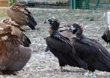 En plena crisis de biodiversidad, GREFA se vuelca en recuperar a las rapaces necrófagas
