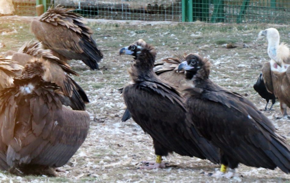 En plena crisis de biodiversidad, GREFA se vuelca en recuperar a las rapaces necrófagas