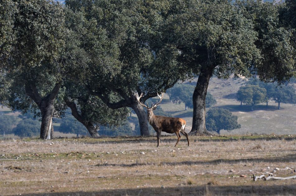 Denuncian abandono y dejadez en el Monte de El Pardo