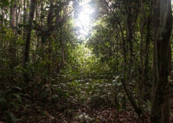 Falta de fósforo amenaza el crecimiento de la Amazonia
