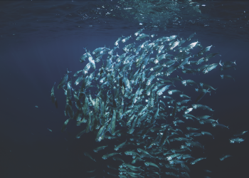 Exhorta Oceana a líderes mundiales para alcanzar acuerdo que proteja los océanos 