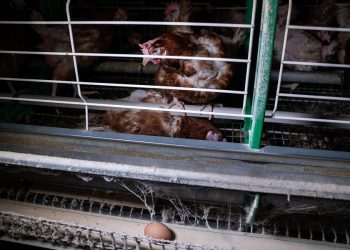 Equalia pide al Gobierno que se posicione a favor de la prohibición de las jaulas en la ganadería intensiva para toda la UE