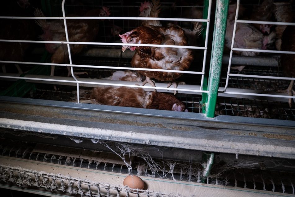 Equalia pide al Gobierno que se posicione a favor de la prohibición de las jaulas en la ganadería intensiva para toda la UE