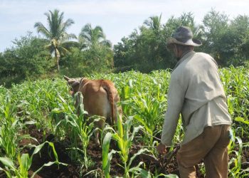 El Bloqueo de Estados Unidos genera pérdidas millonarias en la agricultura de Cuba