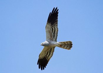 Salvemos Cabana alerta del fuerte impacto negativo que el parque eólico Monte Agrelo y Muriño puede tener sobre especies protegidas y pide que no se autorice a nivel ambiental