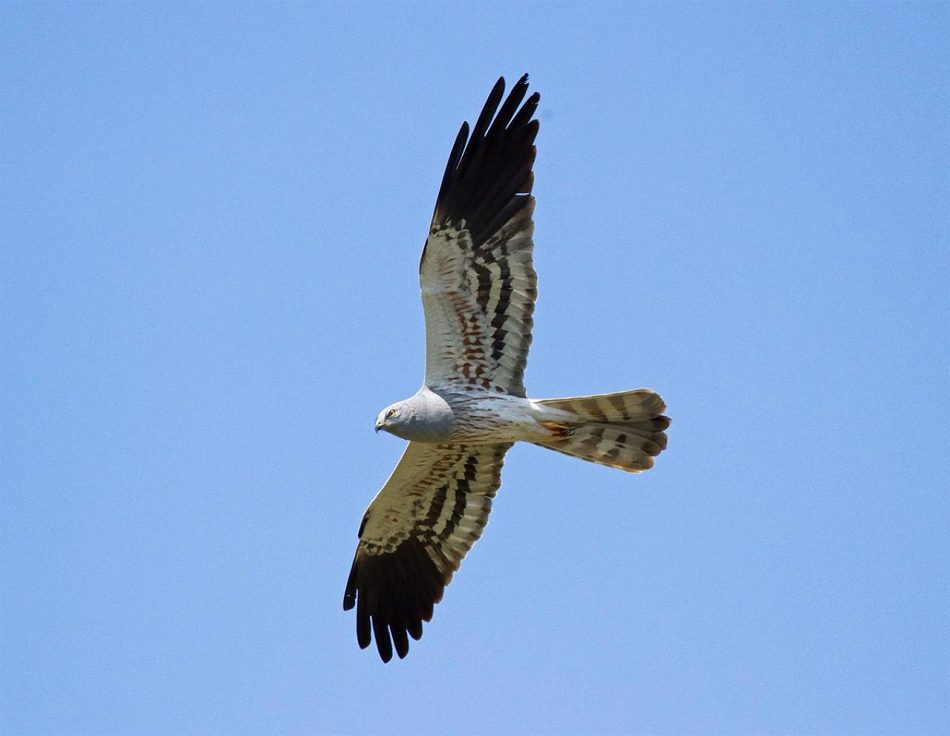 Salvemos Cabana alerta del fuerte impacto negativo que el parque eólico Monte Agrelo y Muriño puede tener sobre especies protegidas y pide que no se autorice a nivel ambiental