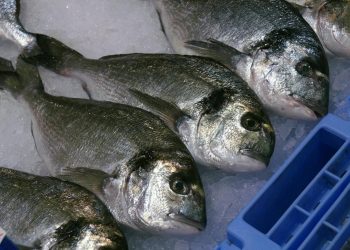 Estas son las especies de pescado más seguras por sus bajos niveles de mercurio