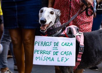 PACMA y PSOE se reúnen para abordar la enmienda de exclusión de los perros de caza