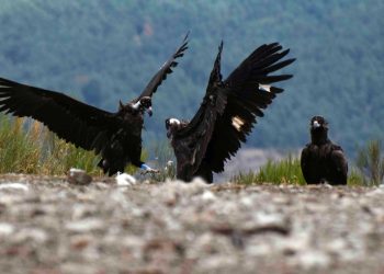 Casi cien buitres negros han sido liberados en la Sierra de la Demanda en cinco años