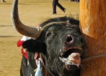 La plataforma antitaurina de Alfafar hace balance sobre todo lo acontecido este verano en bous al carrer