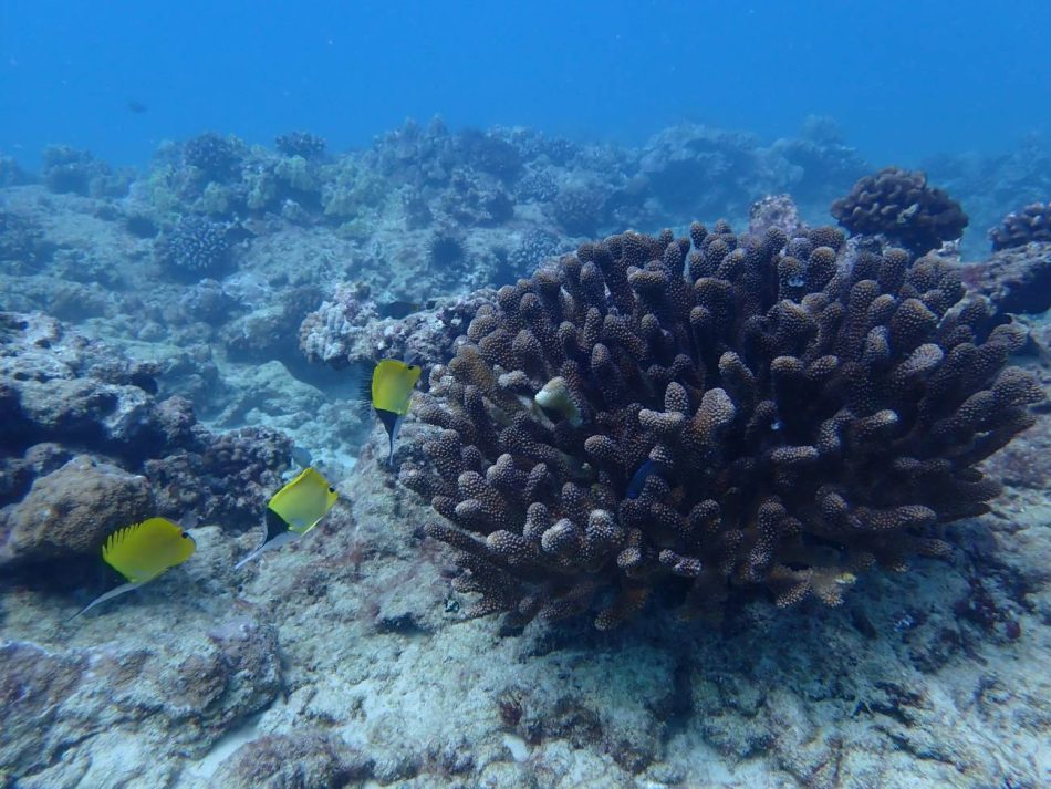 La mitad de los arrecifes de coral del mundo estarán en malas condiciones en 2035