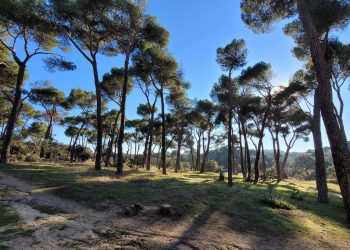 Admitido a trámite el recurso contra el proyecto urbanístico que destruiría Montegancedo en Pozuelo de Alarcón