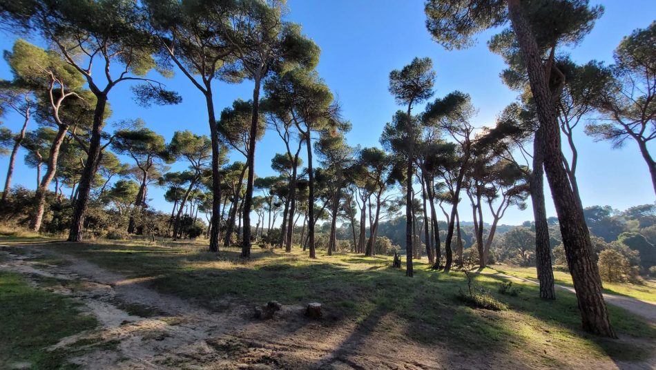 Admitido a trámite el recurso contra el proyecto urbanístico que destruiría Montegancedo en Pozuelo de Alarcón