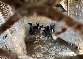 32 perros, 2 hurones, 2 cadáveres y decenas de cráneos incautados en la finca de un cazador en El Sauzal