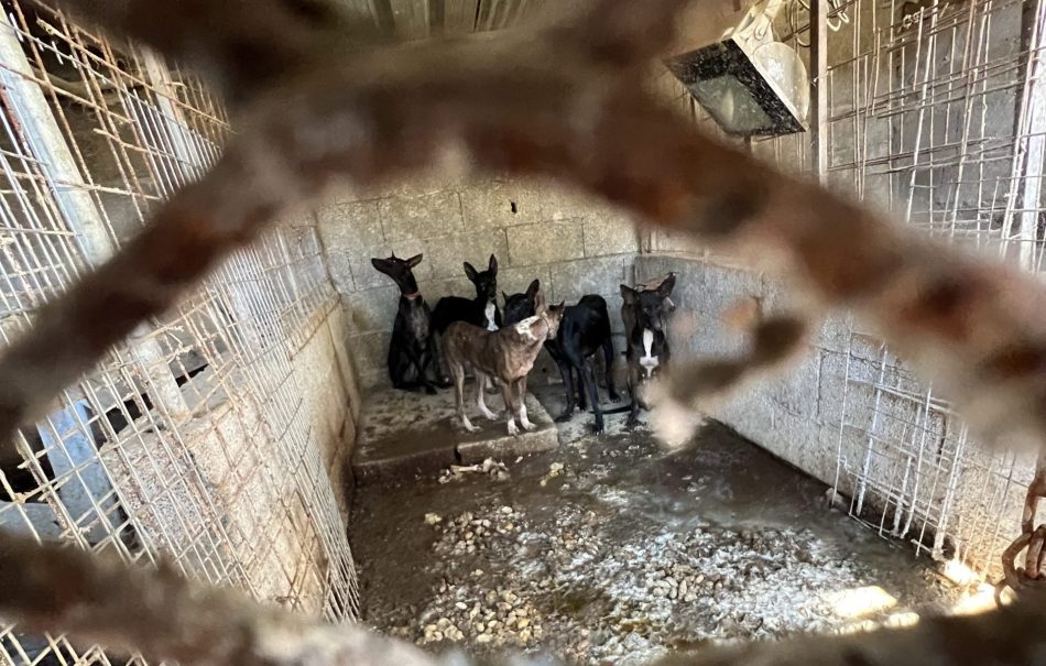 32 perros, 2 hurones, 2 cadáveres y decenas de cráneos incautados en la finca de un cazador en El Sauzal